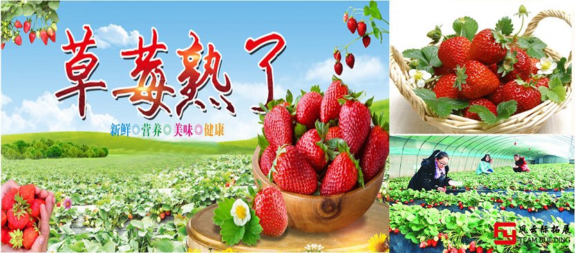 北京郊區周邊草莓采摘團建活動一日游