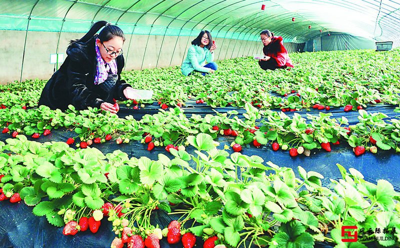 北京郊區周邊草莓采摘團建活動一日游方案